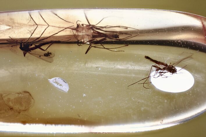 Three Fossil True Midges (Chironomidae) in Baltic Amber #372627